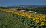 Während im Vordergrund ein Sonnenblumenfeld das Bild ziert, zeigen sich dahinter zwei ICN RBDe 500 als IC 5 auf dem Weg in Richtung Zürich. Im Hintergrund ist Orbe zu erkennen, das beim Bahnbau Lausanne - Yverdon buchstäblich links liegen gelassen wurde.
Das Bild entstand zwischen Essert-Pitet und Ependes.

12. Juli 2025