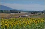 Kurz vor Ependes ist eine vierteiliger SBB RABe 511 als R1 24120 auf dem Weg von Cully nach Grandson. Neben den Sonnenblumenfeld im Vordergrund zeigt das Bild im Hintergrund auch einen Blick auf den Landbahnhof Ependes. 

12. Juli 2025