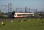 Aargauische Südbahn.

RABe 521 019 bei Boswil. November 2024.