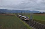 RABe 523 031 kommt den Jurasüdfuss heruntergefahren zwischen Croy-Romainmôtier und Arnex-sur-Orbe. Dezember 2025.
