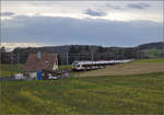 RABe 523 031 kommt den Jurasüdfuss heruntergefahren zwischen Croy-Romainmôtier und Arnex-sur-Orbe. Dezember 2025.