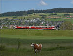 150 Jahre Emmentalbahn. 

Frosch und Wildsau sind längst verschwunden, der Emmentaler RBDe 566 222 ist wieder daheim und strahlt im RM-Rot. Hier kommt er die Rampe von Großhöchstetten (im Hintergrund) nach Konolfingen runtergefahren. Konolfingen Dorf, Mai 2025.