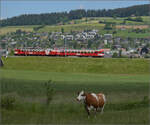 150 Jahre Emmentalbahn. 

Frosch und Wildsau sind lngst verschwunden, der Emmentaler RBDe 566 222 ist wieder daheim und strahlt im RM-Rot. Hier kommt er die Rampe von Grohchstetten (im Hintergrund) nach Konolfingen runtergefahren. Konolfingen Dorf, Mai 2025.