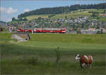 150 Jahre Emmentalbahn. 

Frosch und Wildsau sind längst verschwunden, der Emmentaler RBDe 566 222 ist wieder daheim und strahlt im RM-Rot. Hier kommt er die Rampe von Großhöchstetten (im Hintergrund) nach Konolfingen runtergefahren. Konolfingen Dorf, Mai 2025.