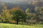 Herbst im Remstal. 25.10.2008 (Matthias)