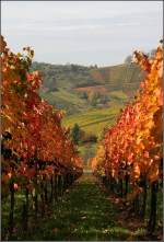 Heute haben wir das schne Wetter genutzt und sind durch die herbstlich bunten Weinberge um Stuttgart-Rotenberg und -Uhlbach gestreift, immer auf der Suche nach schnen Motiven. 26.10.2008 (Matthias)