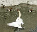 Schwanentanz im Wassergraben vom Chteau de Chillon.
(April 2009)
