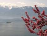 Frhling am Genfersee.
(Mai 2008)
