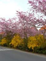 Frhling in der Stadt. Leiden 05-04-2009.