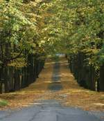 Weg in den Herbst
(Oktober 2008)