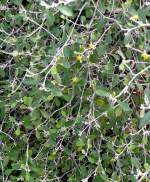 Zickzackstrauch am 03.04.2009 in Wilhelma/Stuttgart