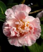 Japanische Kamelie am 24.12.2008 in Wilhelma/Stuttgart