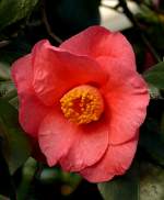 Japanische Kamelie Oko-No-Nami am 24.12.2008 in Wilhelma/Stuttgart