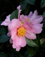 Kamelie am 17.11.2008 in Wilhelma/Stuttgart