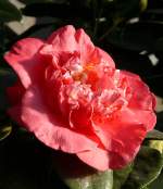 Kamelie am 17.11.2008 in Wilhelma/Stuttgart