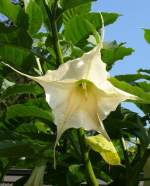 Engelstrompete am 23.07.2008 in Wilhelma/Stuttgart