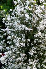 Erika am 01.03.2009 in Wilhelma/Stuttgart