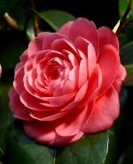 Kamelie am 22.03.2009 in Wilhelma/Stuttgart