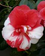 Kamelie am 22.03.2009 in Wilhelma/Stuttgart