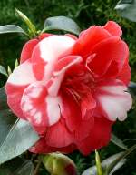 Kamelie am 03.04.2009 in Wilhelma/Stuttgart