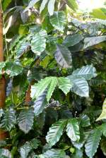 Kaffeestrauch am 17.11.2008 in Wilhelma/Stuttgart