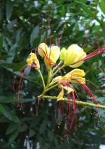 Paradiesvogelstrauch am 07.09.2008 in Wilhelma/Stuttgart