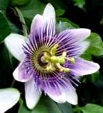 Passionsblume am 07.09.2008 in Wilhelma/Stuttgart