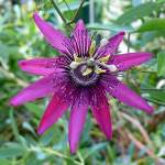 Passionsblume am 14.06.2008 in Wilhelma/Stuttgart