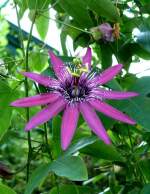 Passionsblume am 01.07.2008 in Wilhelma/Stuttgart