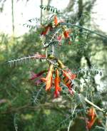 Sutherlandia - Ballonerbse am 11.04.2009 in Wilhelma/Stuttgart