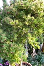 Grevillea (Proteaceae) am 22.03.209 in Wilhelma/Stuttgart