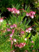 Grevillea (Proteaceae) am 22.03.209 in Wilhelma/Stuttgart