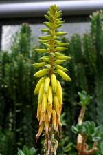 Echte Aloe am 02.11.2008 in Wilhelma/Stuttgart

	
