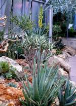 Echte Aloe am 07.09.2008 in Stuttgart/Wilhelma