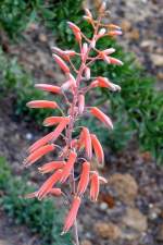 Aloe am 21.06.2008 in Wilhelma/Stuttgart