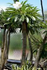 Madagaskarpalme am 23.07.2008 in Wilhelma/Stuttgart