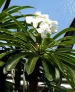 Madagaskarpalme am 23.07.2008 in Wilhelma/Stuttgart