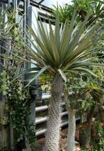 Madagaskarpalme am 23.07.2008 in Wilhelma/Stuttgart