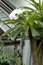 Madagaskarpalme am 19.07.2008 in Wilhelma/Stuttgart