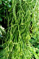 Binsenkaktus rhipsalis baccifera am 17.11.2008 in Wilhelma/Stuttgart