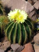Notocactus warasii am 14.06.2008 in Wilhelma/Stuttgart