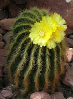 Notocactus am 15.07.2008 in Wilhelma/Stuttgart