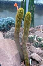 Seticerius am 07.09.2008 in Wilhelma/Stuttgart