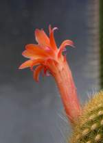 Seticerius Blte am 07.09.2008 in Wilhelma/Stuttgart