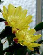 Opuntie am 07.09.2008 in Wilhelma/Stuttgart