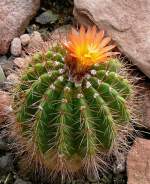 Notocactus warasii am 23.07.2008 in Wilhelma/Stuttgart