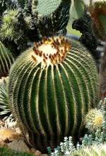Goldkugelkaktus am 23.07.2008 in Wilhelma/Stuttgart