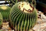 Goldkugelkaktus am 23.07.2008 in Wilhelma/Stuttgart