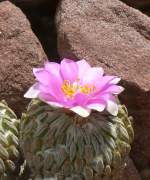 Pelecyphora am 23.07.2008 in Wilhelma/Stuttgart