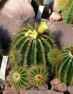 Notocaktus warasii am 31.05.2008 in Wilhelma/Stuttgart